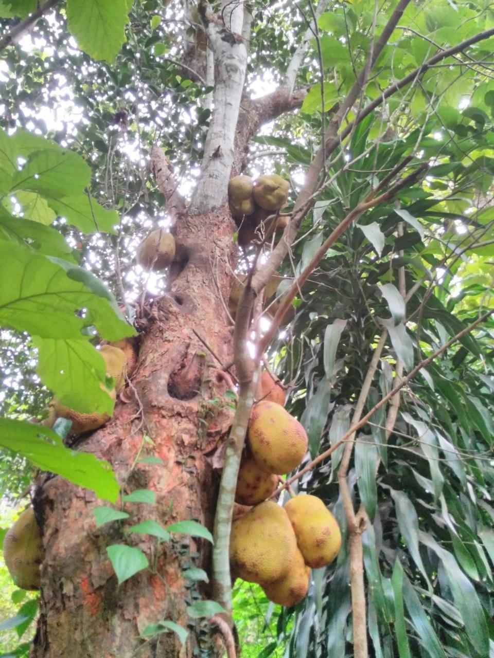 Cordel Farms Mangalore Eksteriør bilde
